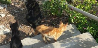 Isola del Giglio, Rivoluzione Animalista su colonia felina abbandonata felinigiglio