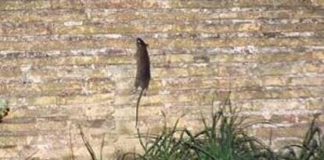 Assotutela, “Ancora topi a Castel Sant’Angelo” topo