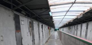 Canili, Caramanica polemizza su morti a Ponte Marconi Canile