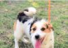 Trovato in via dei Laghi piccolo cane Jack Russell jackrussell