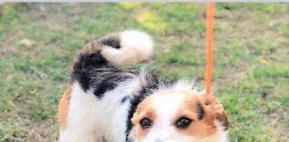 Trovato in via dei Laghi piccolo cane Jack Russell jackrussell