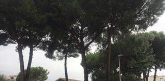 Marino, Silvani e Venanzoni sui pini della scuola Nievo nievo1