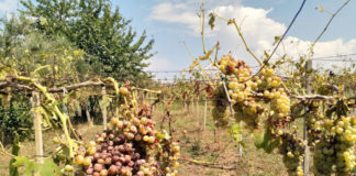 Consorzio Frascati, “sostenere le diverse filiere vitivinicole” vendemmia