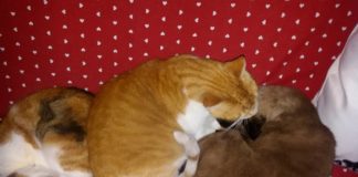 Teatro, festival di corti sugli animali a Roma gatti