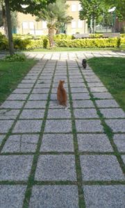 gatti_giardino