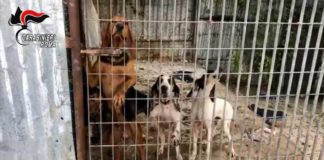 Carabinieri Civitavecchia bloccano traffico di cani cani_civitavecchia