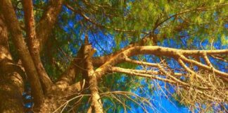 Pd Marino «Parco della Pace altro che restyling» parco_pace_ramo