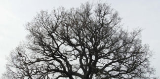 Parco Castelli sensibilizza sull’importanza degli alberi albero