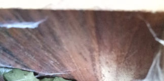 Monitoraggio del Moscardino al Parco Castelli moscardino