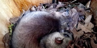 Il Ghiro si prepara ad affrontare il rigido inverno ghiro