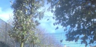 Albano celebra la festa dell’albero zeppieri