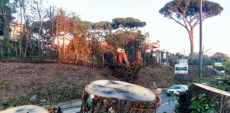 Domenica 9 dicembre iniziativa di #piantatela #piantatela