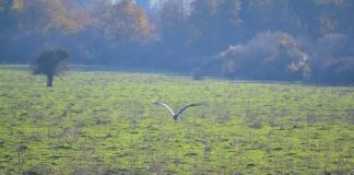 Aironi avvistati nel Parco dei Castelli Romani airone