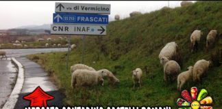 Si festeggia al Mercato Contadino di Frascati FrascatiMercatoContadino