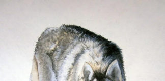 Parco Castelli presenta Lettera sul Lupo lupo