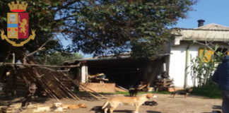 27 cani in giardino in pessime condizioni igenico sanitarie polizia