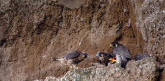 Nidificazione dei Falchi pellegrini, diretta dal nido falco