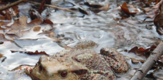 Giornata mondiale della Natura Selvatica 2019 natura