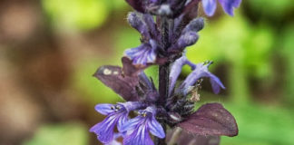 I patrocini rilasciati nel 2018 dal Parco dei Castelli fiore_parco_castelli