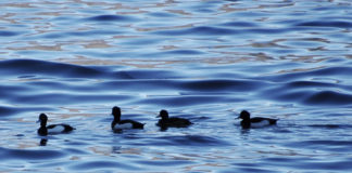 Avifauna svernante dei laghi 2019 lago