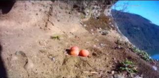 Diretta dal nido, i falchi abbandonano le uova covafalchipellegrini