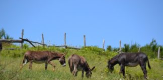 Gli appuntamenti di aprile alla Collina degli Asinelli asinelli_collina_foto_russo_fiorillo