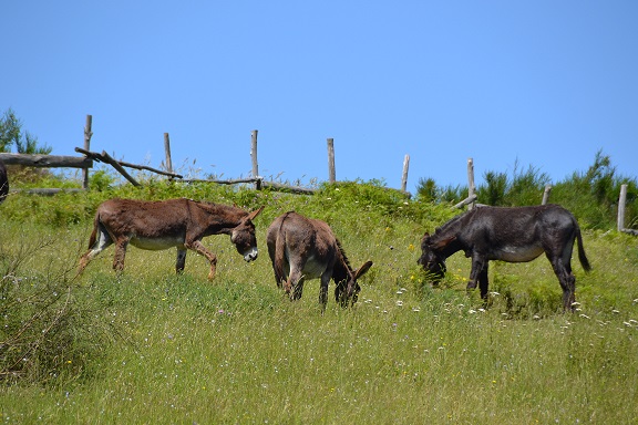 asinelli_collina_foto_russo_fiorillo asinelli_collina_foto_russo_fiorillo