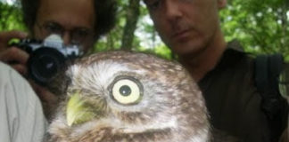 L’impegno del Parco per la tutela della fauna selvatica allocco