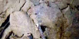 Fauna del Parco, la Salamandrina dagli occhiali salamandrina