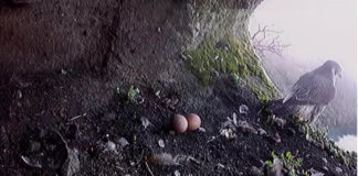 Niente nidificazione del falco pellegrino al Lago Albano falco_pellegrino