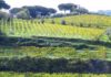 Gli appuntamenti di Cose Mai Viste a inizio giugno vigneti_castelli_romani