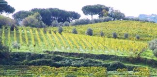Gli appuntamenti di Cose Mai Viste a inizio giugno vigneti_castelli_romani