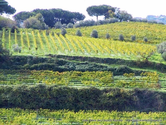 vigneti_castelli_romani