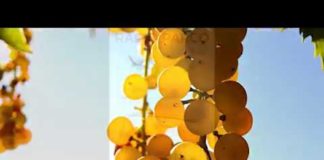 Radio Parco – Notiziario del Primo e 2 giugno