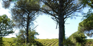 Ad agosto la rassegna dei vini di Parchi e Aree Protette parco_castelli