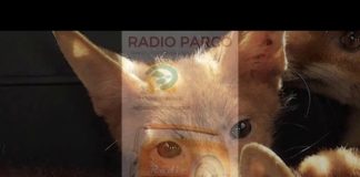 Radio Parco – Notiziario dell’8 e 9 giugno