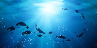 Ami lancia pulizia spiagge Ladispoli world_oceans_day