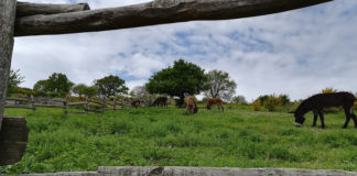 “Vogliamo realizzare un posto ristoro alla Collina degli asinelli” collina_asinelli