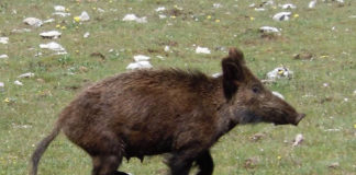 Cinghiali, appello dell’Associazione Nazionale Libera Caccia (ANLC) di Frascati cinghiali
