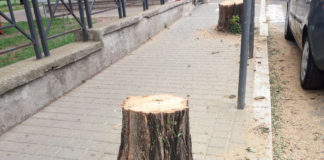 Diritti in Comune “Ciampino ha bisogno di un piano strategico per il verde” alberi_ciampino