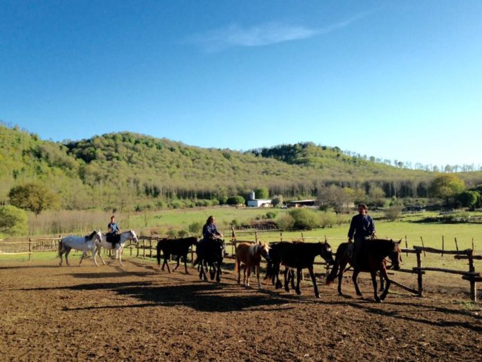 buttero_contemporaneo