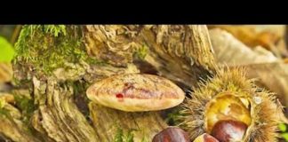 Radio Parco – Notiziario del 14 e 15 Settembre