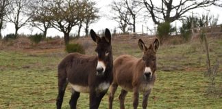 Gli appuntamenti di ottobre alla Collina degli Asinelli collina_asinelli