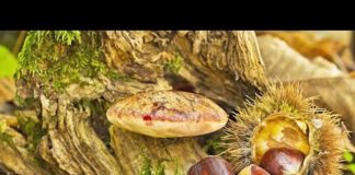 Radio Parco – Notiziario del 19 e 20 Ottobre