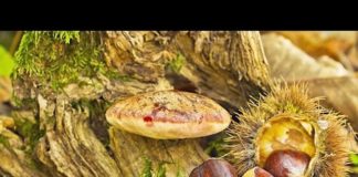 Radio Parco – Notiziario del 26 e 27 Ottobre