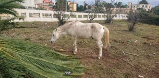 Rivoluzione Animalista “Intervenire su secondo cavallo malnutrito di Ardea” cavallo_malnutrito_ardea