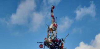 Polemiche sull’albero all’aeroporto di Ciampino albero_adr_ciampino