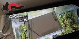 Piantagione di marijuana in una casa di Rocca di Papa 350_piante_marijuana