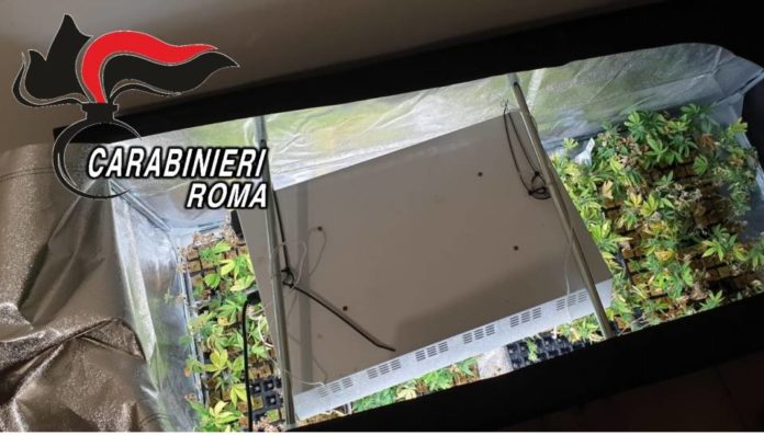 350_piante_marijuana