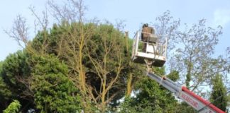 Nemi, messa in sicurezza del verde pubblico verde_pubblico_nemi